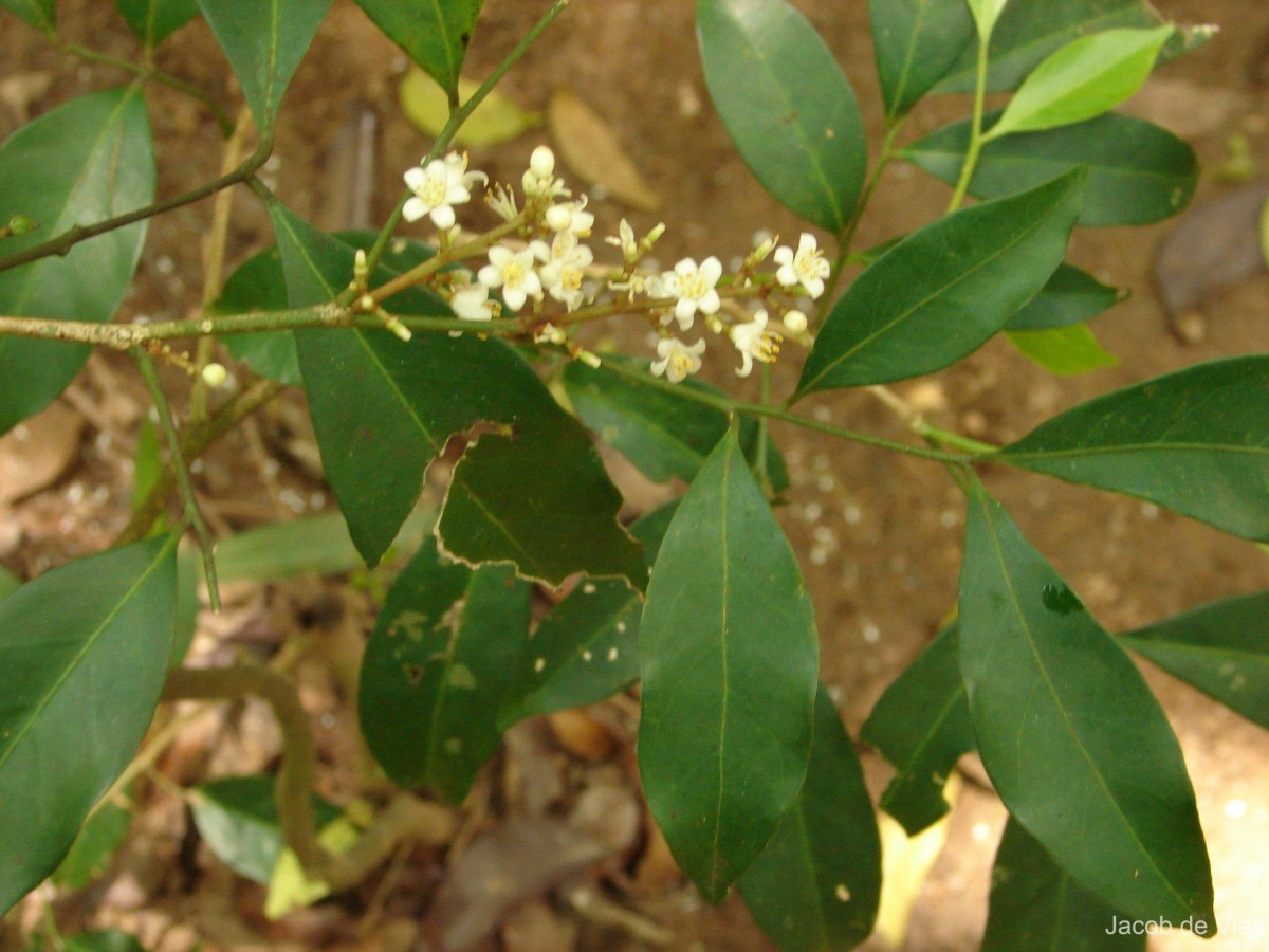 Glycosmis mauritiana (Lam.) Tanaka